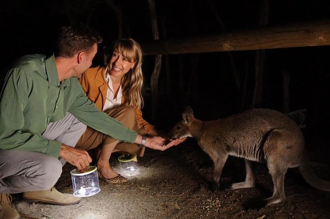 Night Safari Guide